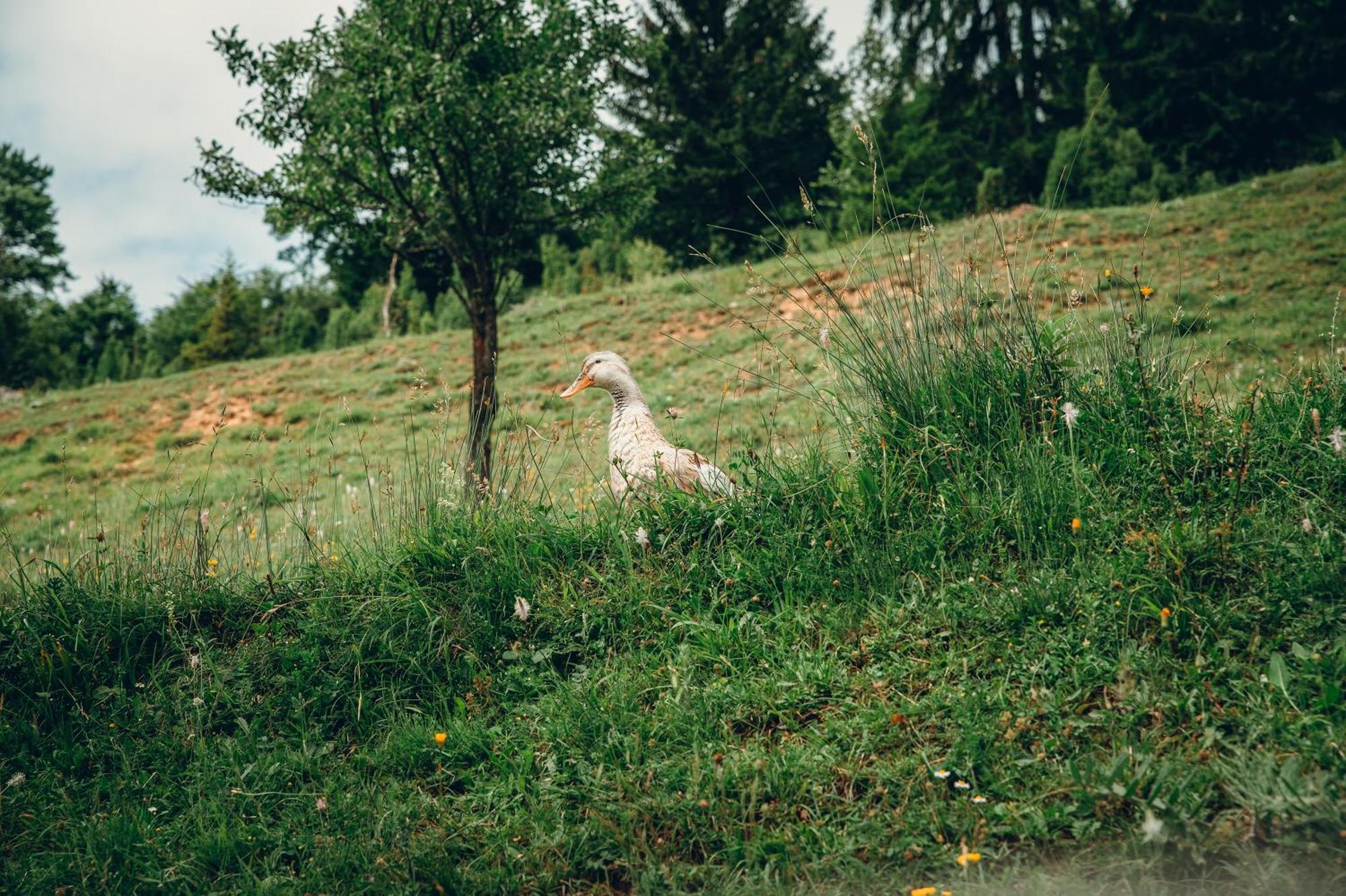 Hotel Etno Vodenica Cirovic - Ethno Watermill Pljevlja Exterior foto